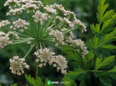 Tą rośliną skracano męki. "Akt łaski"
