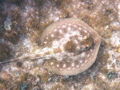 Pierwsze takie narodziny w Polsce. Ważny dzień dla europejskiej akwarystyki