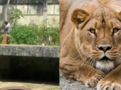 19-latek chciał trenować lwy. Został zabity przez lwicę po wtargnięciu do wybiegu w brazylijskim zoo