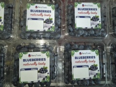 Czy produkcja borówki amerykańskiej jest zagrożona?