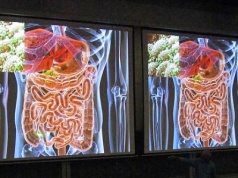 Chemikalia, z którymi na co dzień się stykamy, zaburzają pracę mikrobiomu jelit