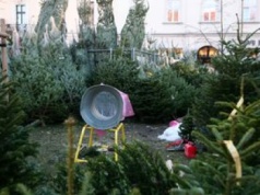 Sam wybierz i zetnij choinkę. Oto ceny drzewek przed Bożym Narodzeniem