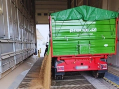 Pszenica droższa nawet o 40 zł. Gdzie są najwyższe ceny zbóż i rzepaku w Polsce?