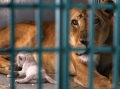 Tragedia w brazylijskim zoo. 19-latek zginął po ataku lwicy