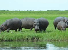 Hipopotamy żyły w Niemczech. Tam przetrwały epokę lodowcową