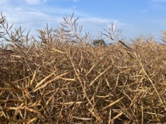 Ceny oleistych na światowych  giełdach w minionym tygodniu wzrosły