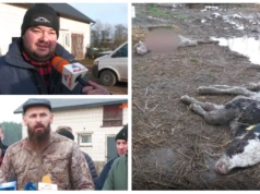 Gmina Kobylin-Borzymy: Rolnicy apelują o pilne działania w związku z atakami wilków