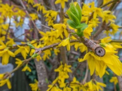 Chcesz, by forsycja wiosną obsypała się kwiatami? Koniecznie zrób to już dzisiaj