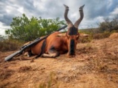 ​Kolejna "antymyśliwska" ustawa w Sejmie. Cel: Zakaz importu trofeów zwierzęcych