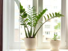 Rozpuść w wodzie i podlej. Ta odżywka działa jak elektrolity dla zamiokulkasa