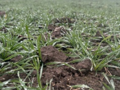 Jak przebiega proces hartowania ozimin?