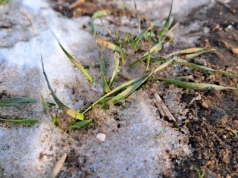 Wysmalanie roślin – czym jest i jak zapobiegać?