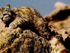 Przepiękny kot powraca. Bezcenne zwierzę nagrały kamery. Co za ogon!