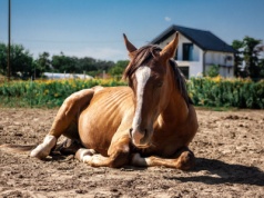 Akcja ratunkowa w stanicy Hucuł. Sułkowice