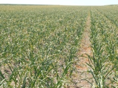 Rynek czosnku niestabilny. Co to znaczy dla polskich producentów?