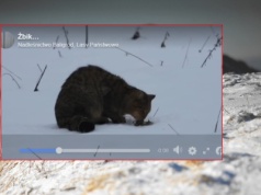 W Bieszczadach pojawił się wyjątkowy drapieżnik. "Trzeba mieć farta, żeby nagrać taką ucztę"