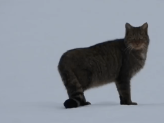 Oko w oko z drapieżnikiem. W bieszczadzkich lasach nagrano żbika, który nie czuje strachu