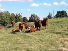 Ceny bydła: ile w tym tygodniu ubojnie płacą za byki, jałówki i krowy?