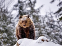Jeśli zauważysz je na śniegu, to zawracaj. Leśnik ostrzega