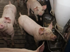 Kaszel w chlewni? To znak, że zyski właśnie uciekają