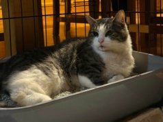 Coco walczy o życie. Fundacja Mam Pomysł apeluje o wsparcie