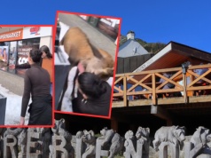 Chcieli nakarmić jelenia w Tatrach.  Do sieci trafiło wstrząsające nagranie