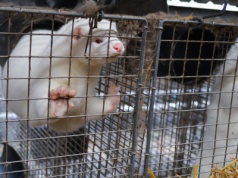 Zamkną fermy, a hodowcy... dziękują? Prezydent podpisał ustawę ws. zakazu hodowli zwierząt na futra