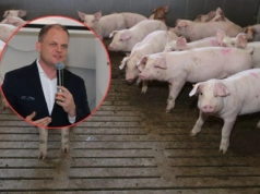 Tuczniki tanieją, rolnicy jadą pod zakład. Animex wyjaśnia, co obniża ceny świń