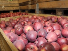 Jak chronić jabłka przed chorobami przechowalniczymi? Skuteczne zabiegi i praktyka sadownicza