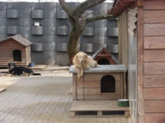 Dwie decyzje prezydenta dotyczące losu zwierząt