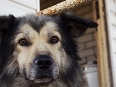 Zakaz uwięzi i odpowiednia buda. Projekt prezydenta ws. ochrony zwierząt już w Sejmie