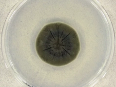 Grzyb z Czarnobyla żywi się śmiertelnym promieniowaniem. To przepustka do podróży w kosmos?