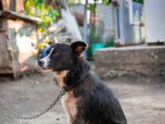 Prezydent odrzucił ustawę łańcuchową. Złożył własny projekt