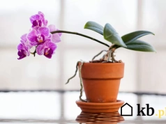 Jedna rzecz z kosmetyczki sprawi, że storczyki odżyją w kilka dni. Ogrodnicy to uwielbiają