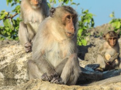 Sekretne życie rzymskich żołnierzy. Traktowali ukochane małpy jak ludzi