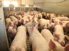 Hiszpański ASF: czy polskim rolnikom grożą kolejne obniżki cen tuczników?