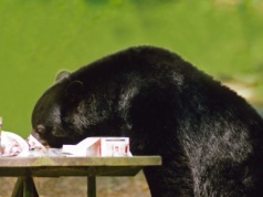 Coś ciągle ruszało się pod podłogą. Mężczyzna zamontował kamerę i zamarł