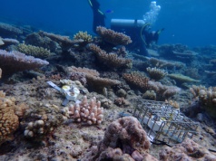 Ratunek dla Wielkiej Rafy. Australia testuje robotyczny system do precyzyjnego sadzenia koralowców