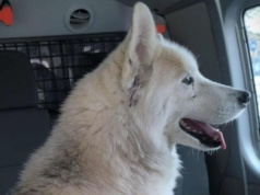 O psie, który jeździł koleją... naprawdę. Takiej interwencji dawno nie widziałam