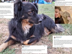 Ustawa łańcuchowa. Histeria po wecie i... pies Nelson