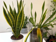 Liście sansewierii są wiotkie? Gdy przetrzesz je tym, odzyskają jędrność