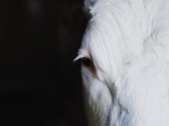 Krowy jako dostawcy kokainy. Nowa metoda przemytu.