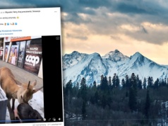 Nagranie z Tatr rozpaliło internet. Jeleń zaatakował turystkę. "To nie jest Disney"