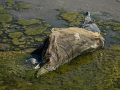 Martwe delfiny, spalone lasy, ziemia zatruta chemią. Jak wojna wpływa na przyrodę?