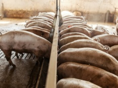 Czy ASF celowo wprowadzono do polskich zagłębi hodowli trzody?