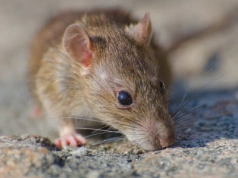 Szczury w ogrodzie? Jeden produkt z łazienki je odstraszy w sekundę!