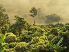 Trucizna uratuje życie? Jad skorpiona atakuje raka piersi