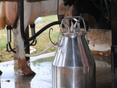 Zróżnicowanie cen mleka rośnie. Podlaskie na szczycie, centrum kraju w ogonie