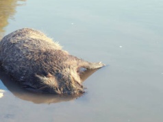 W trzodziarskim zagłębiu ktoś podrzucił martwego dzika z ASF. Wiele wskazuje na sabotaż