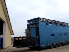 Ubojnie i mleczarnie w nowej roli – partner czy monopolista?